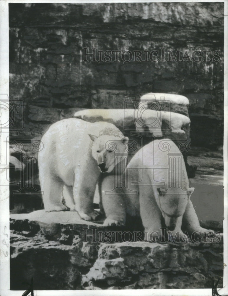 1988 Press Photo Polar Bears Zoo Spotless Visitors - RRU06855 - Historic Images