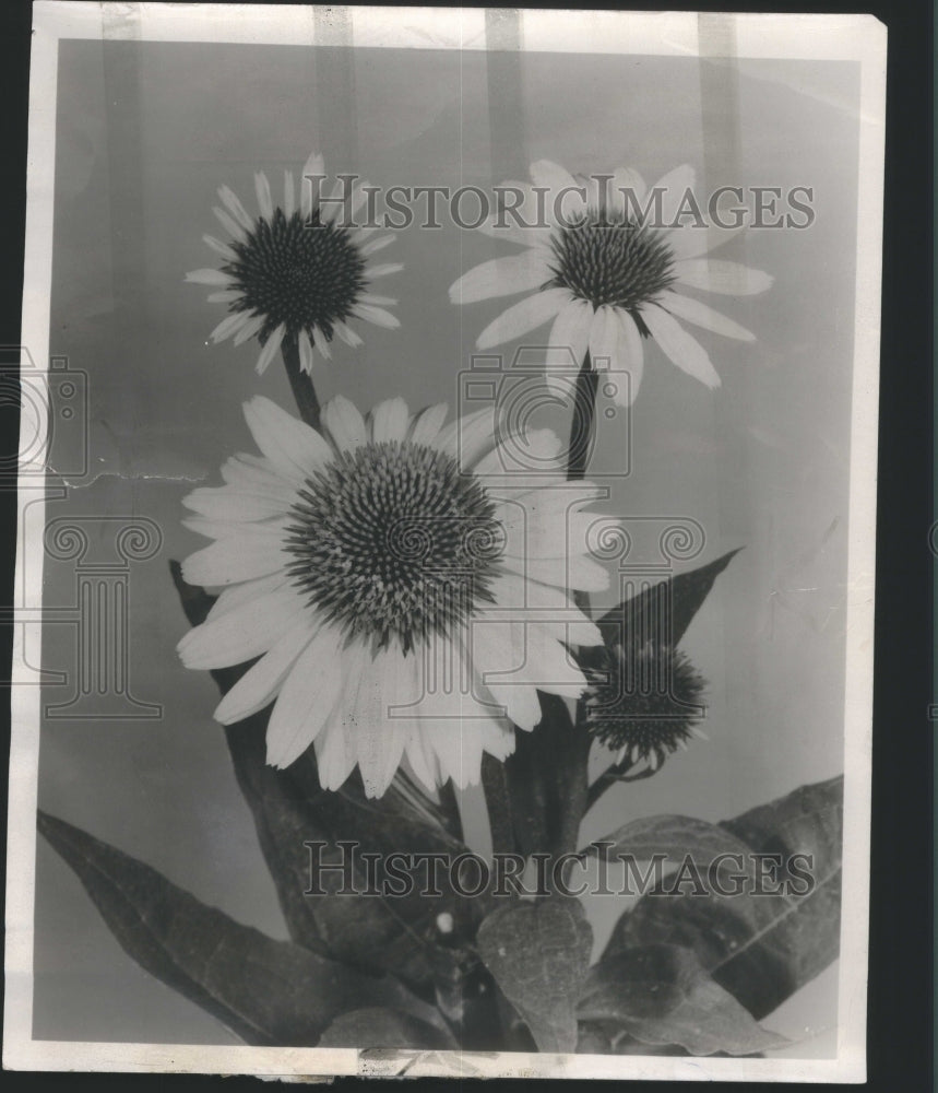 1956, Flowers Sun Gardens Michigan - RRU09027 - Historic Images