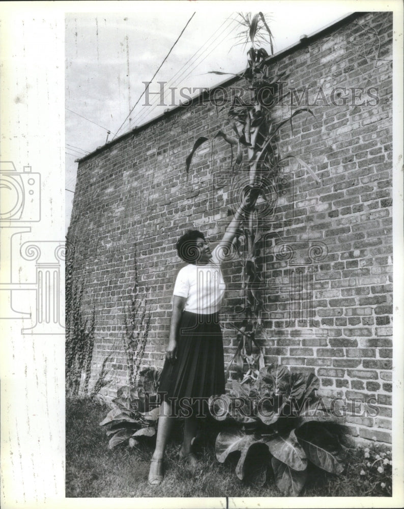1984 Elmira Johnson 15 Foot Corn Stalk - Historic Images