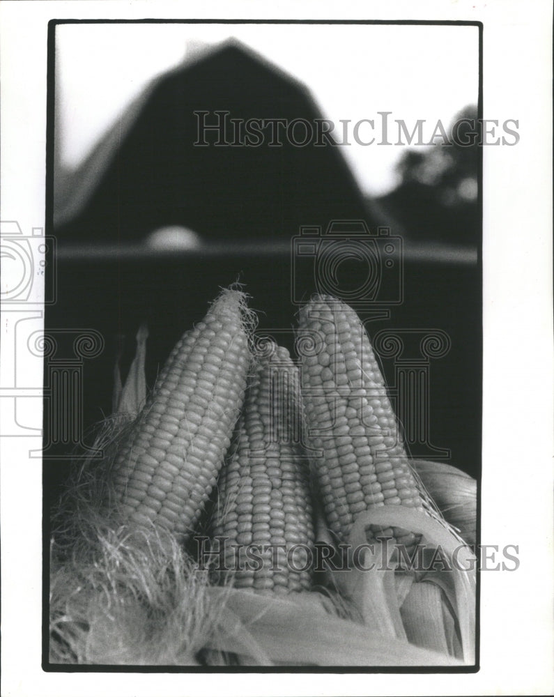 1991 sample of this year&#39;s corn harvest - Historic Images