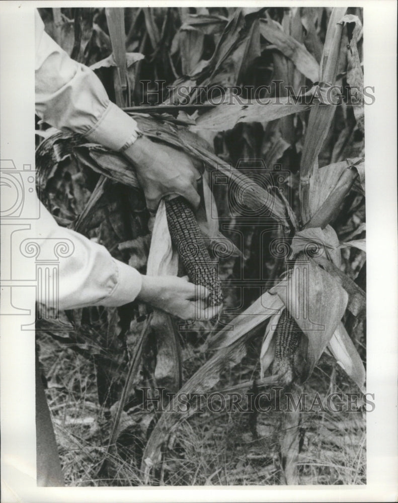 1972 Corn Blight Agriculture Research - Historic Images