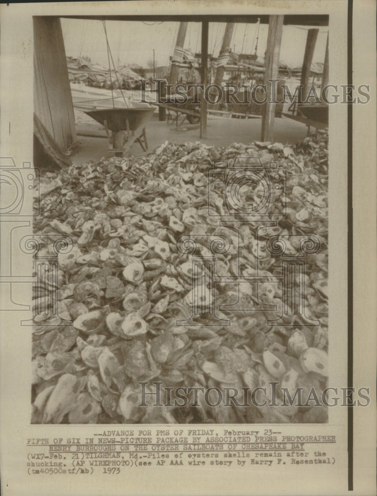 1973 Oysters Ocean Nature Sea Creature - Historic Images