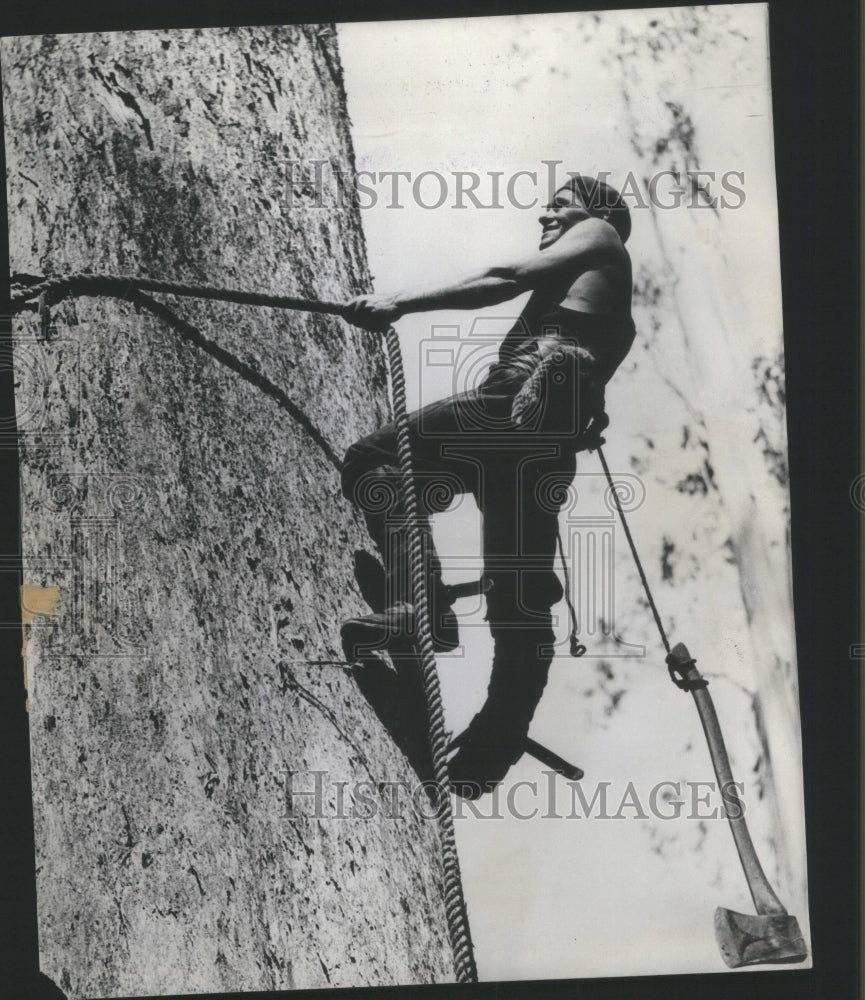 1937 Press Photo Timber Worker Climbs Eucalyptus Tree - Historic Images