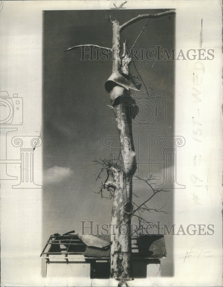 1940 IL Buldtman Farm Tree WIndstorm Damage - Historic Images