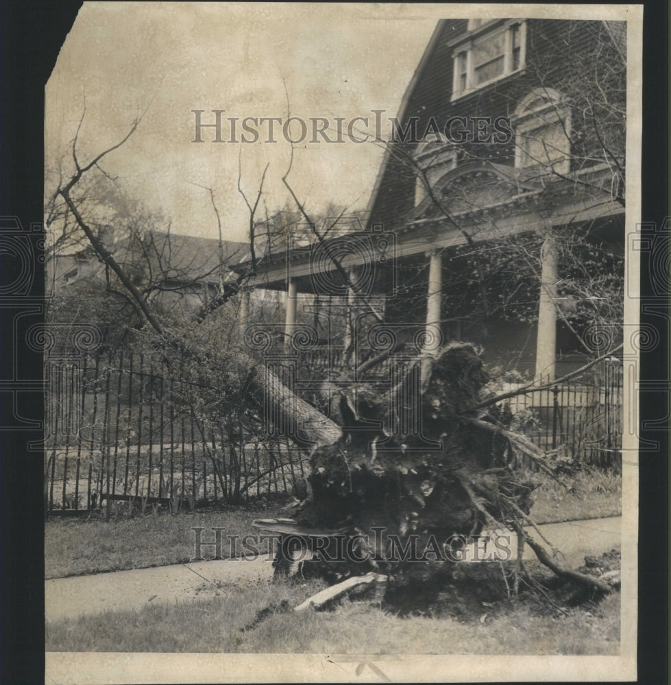 1963 Wind Uproots Large Tree Into Fence - Historic Images