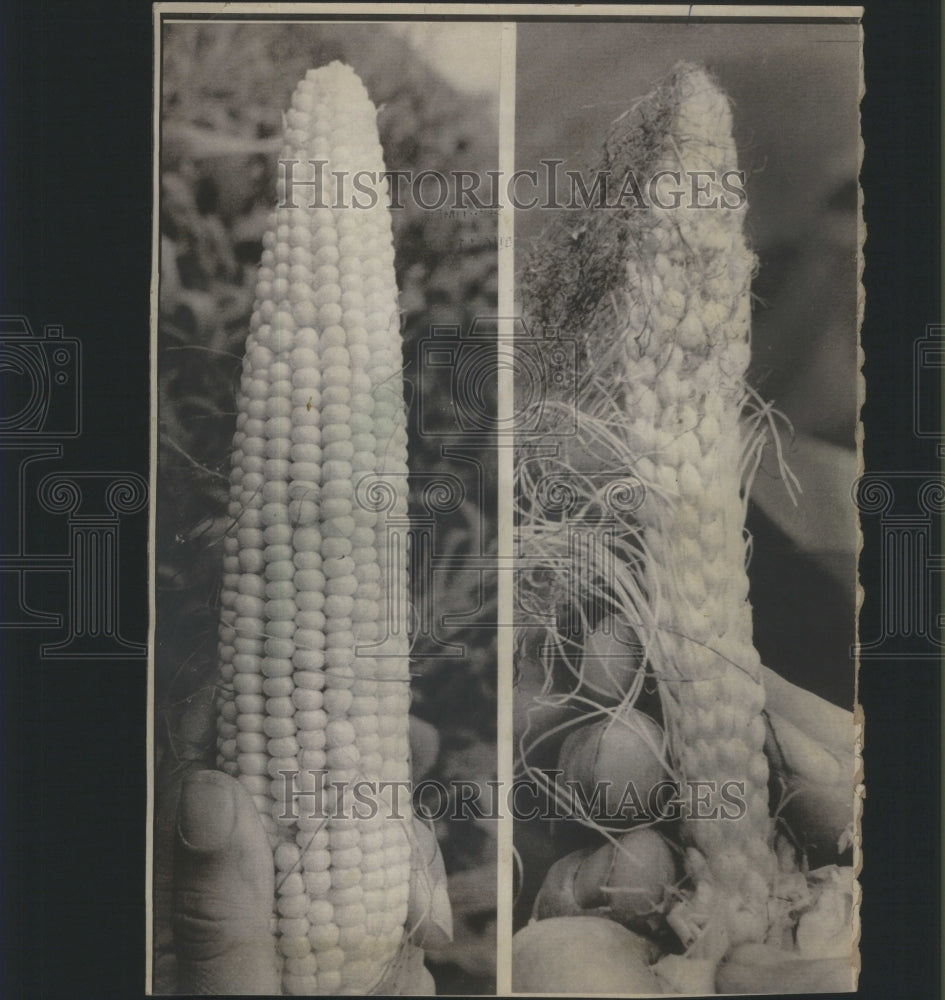 1974 Press Photo Jim Peterson Farm Drought Ruins Crops - RRU14143 - Historic Images