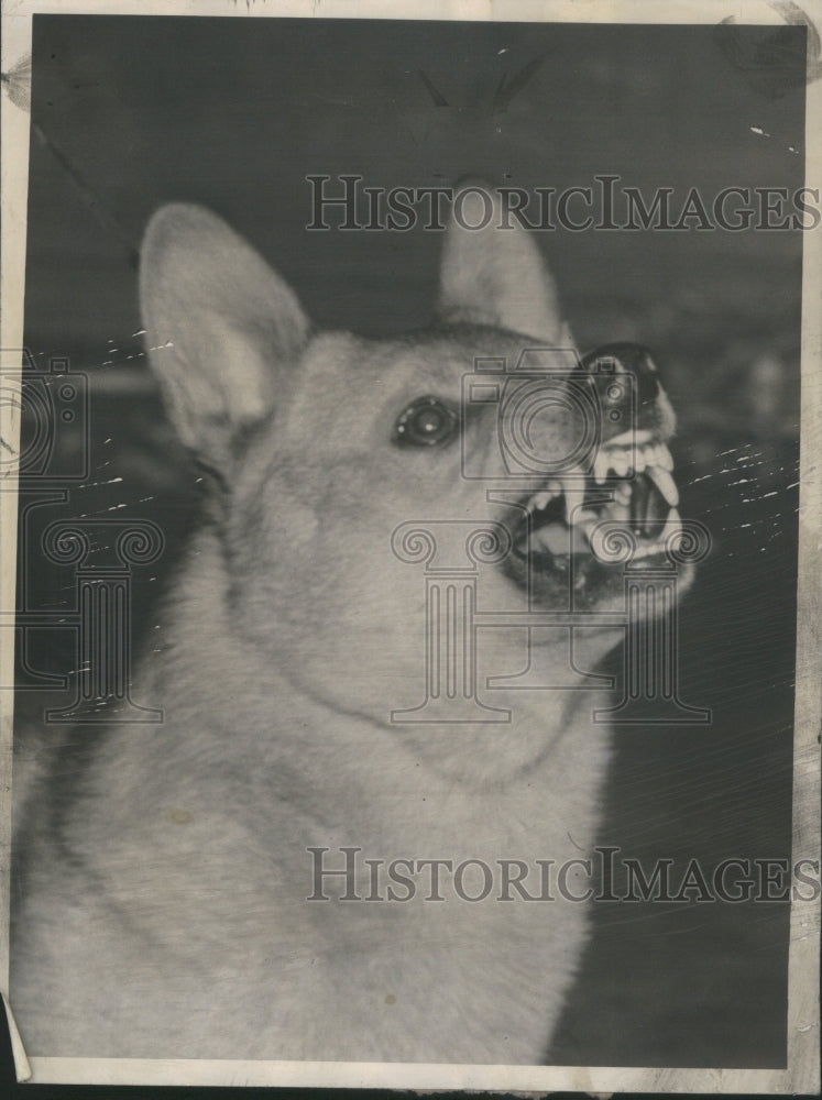 1952, Kaydon&#39;s Happy Talk Welsh Corgi Dog - RRU14215 - Historic Images