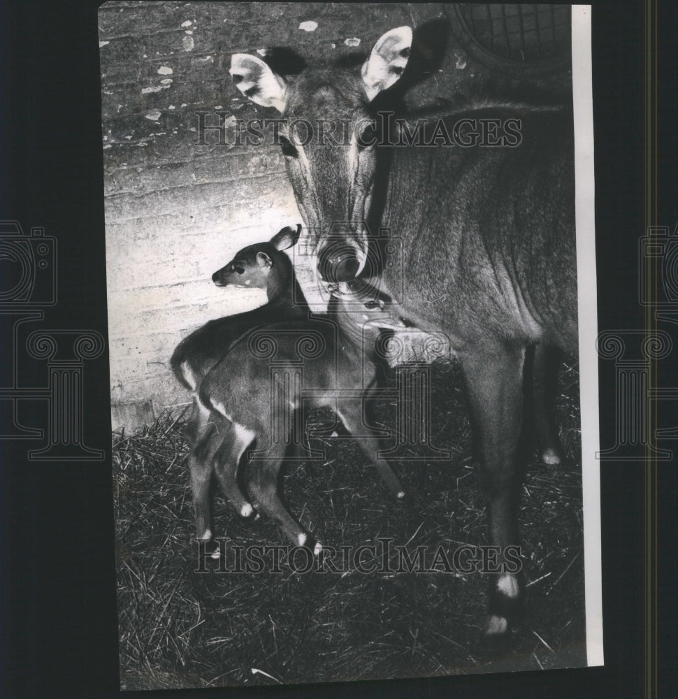 1967 Nilgai Lincoln Park Zoo - Historic Images