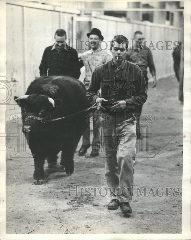 1966 Stock Show Enters Judge Circle. - Historic Images