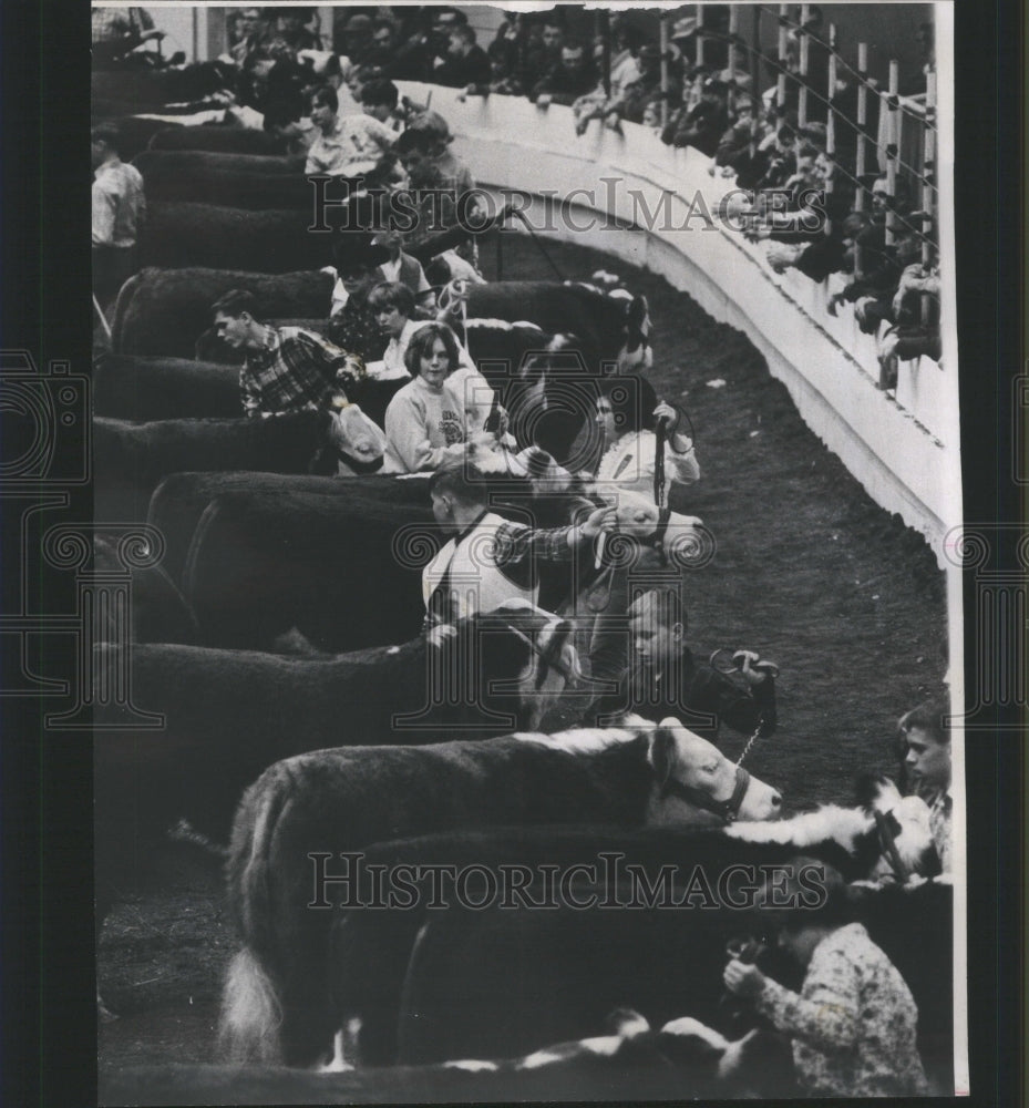 1965, Steer Judging Live Stock Show - RRU15357 - Historic Images