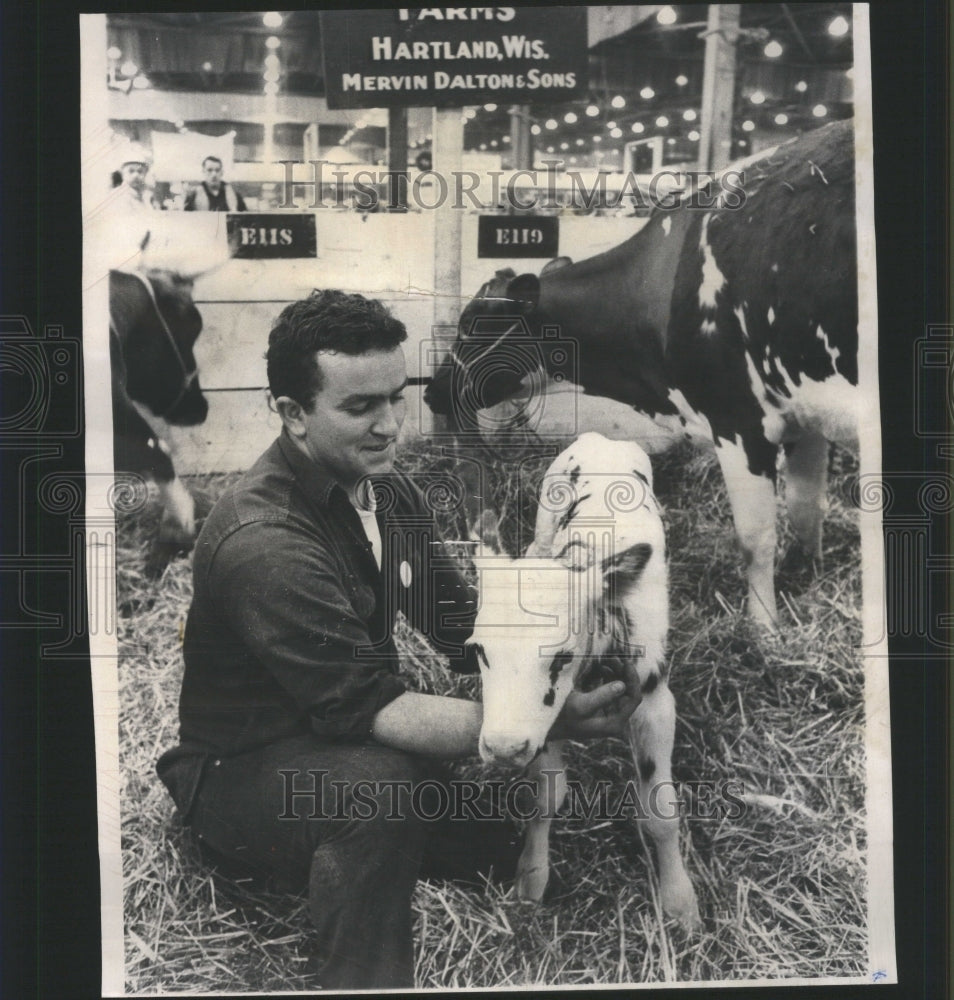 1966  Tom Dalton calf female Ayershirre - Historic Images