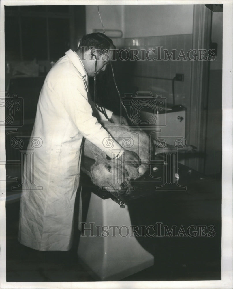 1960, Deer Dr. Donald Horning Society Animal - RRU16879 - Historic Images