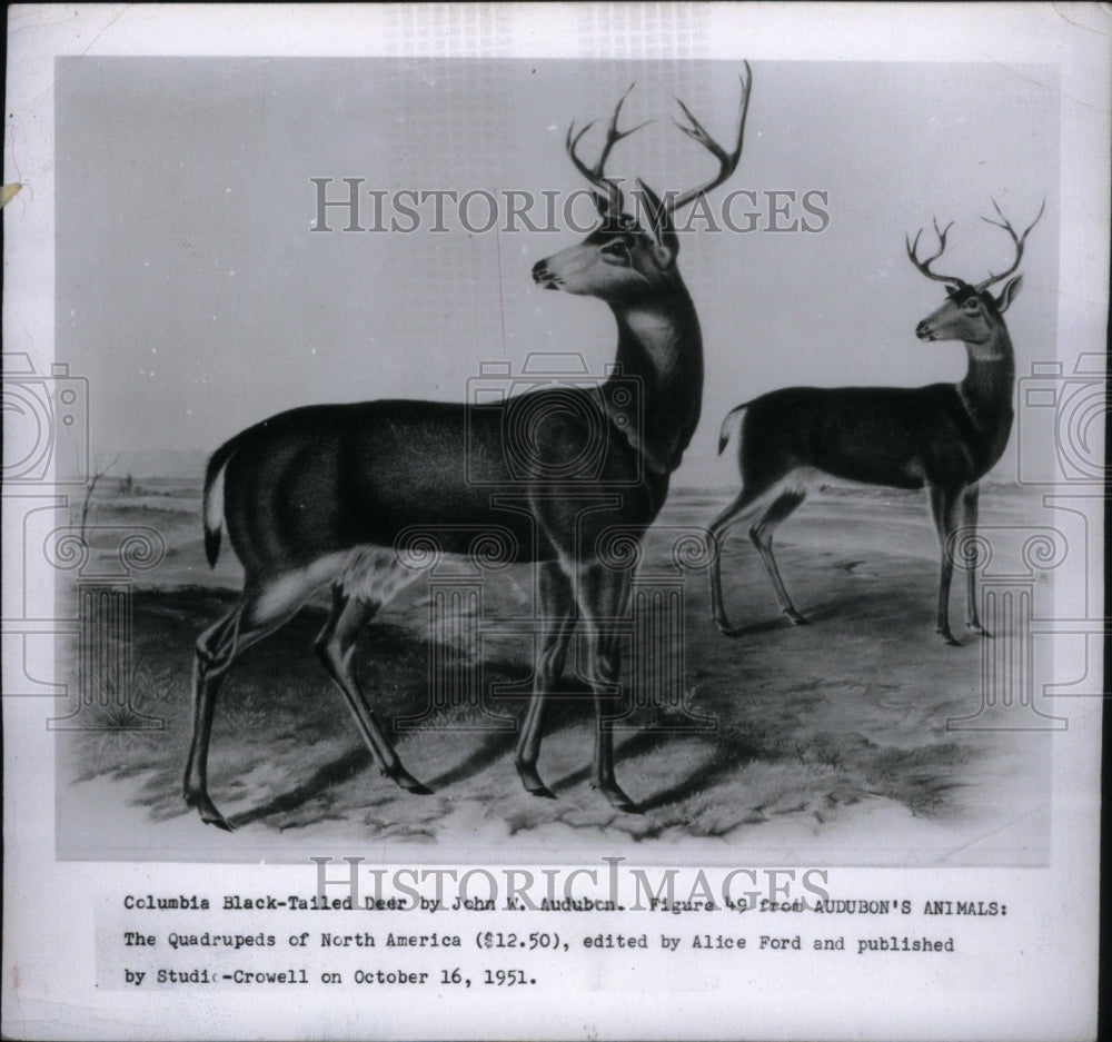 1951 Columbia Black-Tailed Deer Audobon - Historic Images