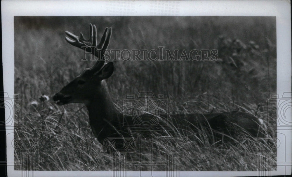 1996, Deer - RRU17451 - Historic Images