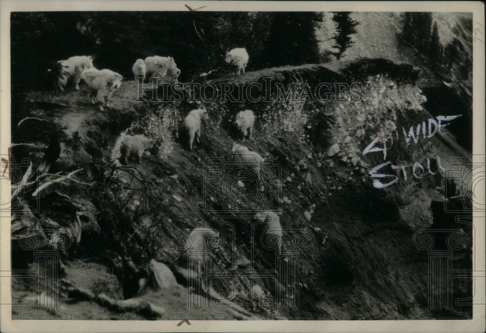 1935 Mountain goats at Sporsbullag wildlife - Historic Images