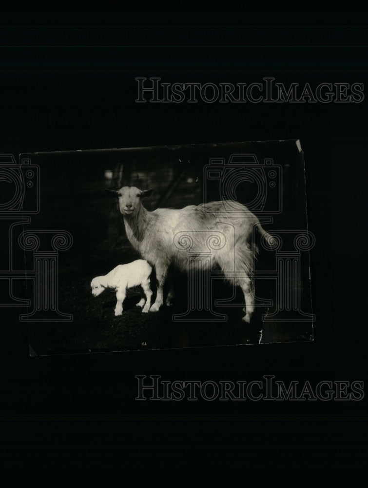 1924, Goat and Kid Pet Animals - RRU18117 - Historic Images