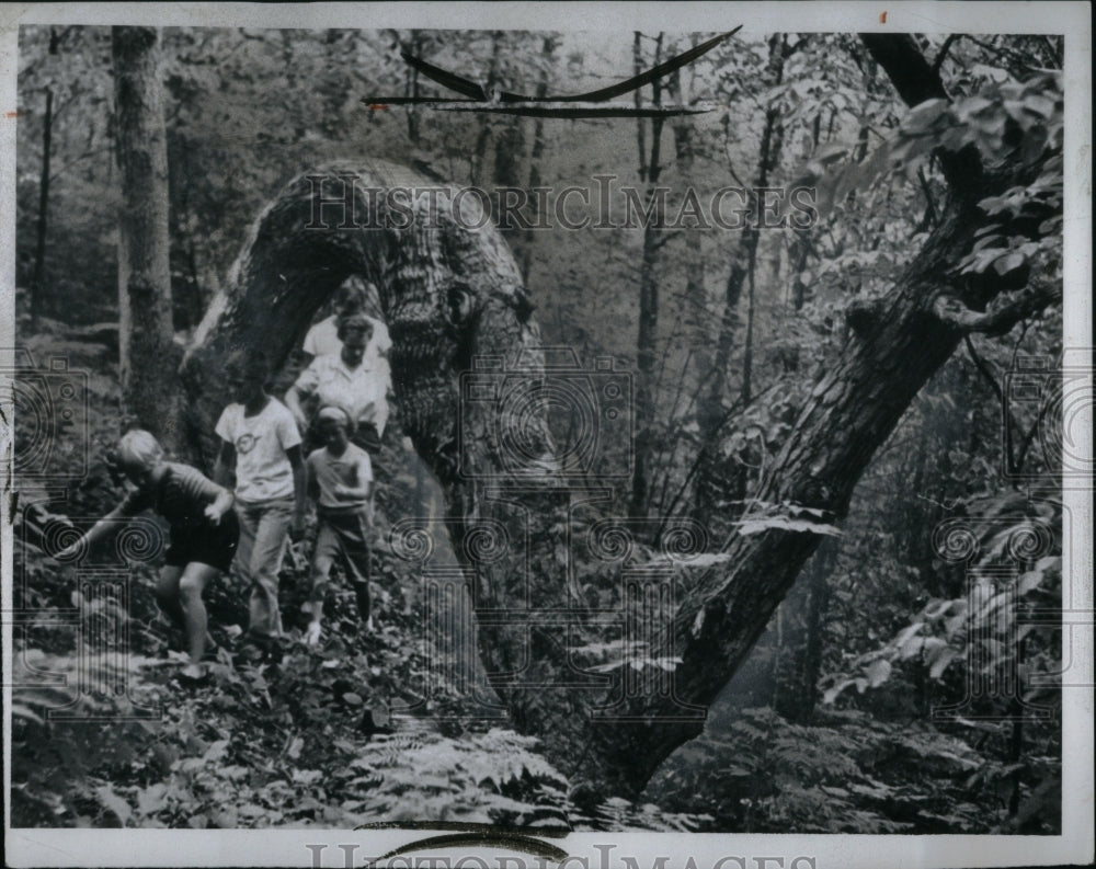 1961 Indian Marked trail at Sivav Creek, Al - Historic Images