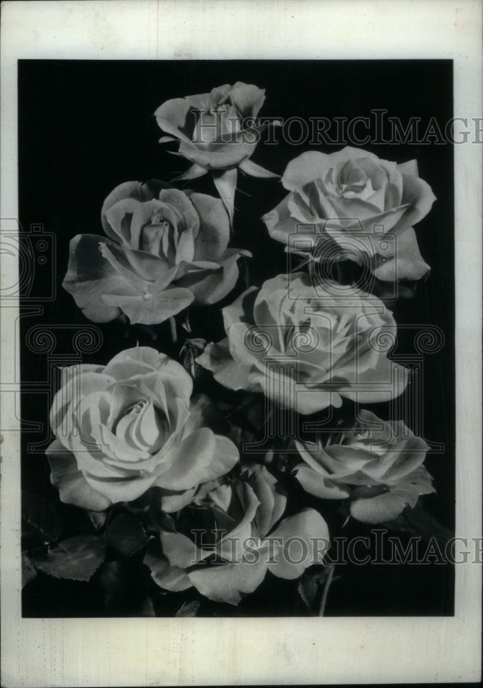 1966 Award Win Rose Roman Holiday Yellow - Historic Images