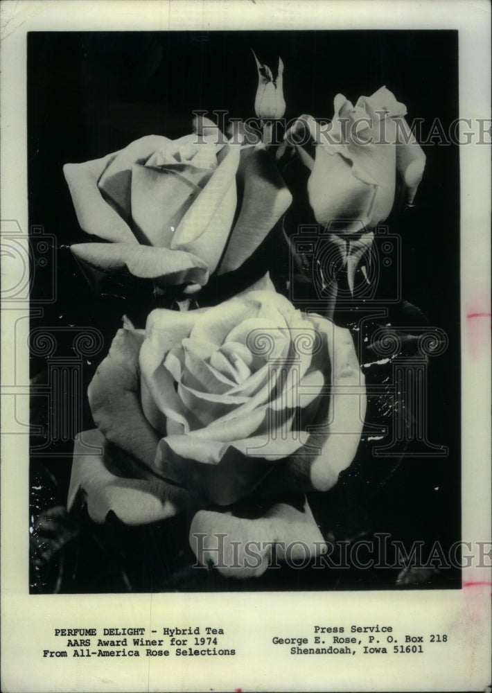 1974 Press Photo Perfume Delight, Hybrid Tea AARB award - Historic Images