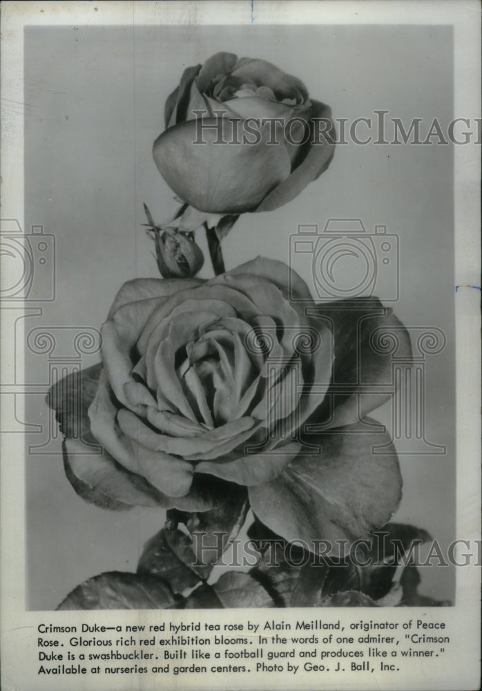 1964, Crimson Duke a new red hybrid rose - RRU18985 - Historic Images