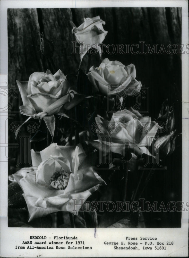 1971 Press Photo Redgold the All-America Rose Selection - Historic Images