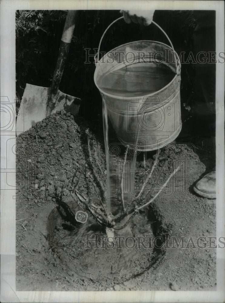 1962 Press Photo How to plant roses - RRU18995 - Historic Images