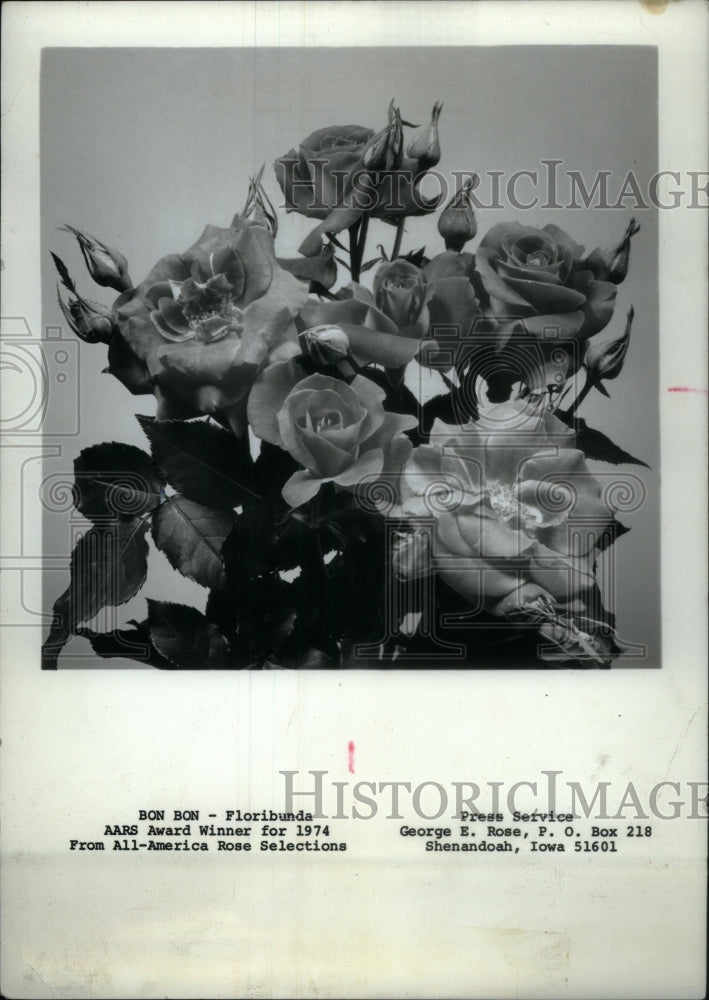 1974, Flowers, roses. AARS Award Winner - RRU19003 - Historic Images