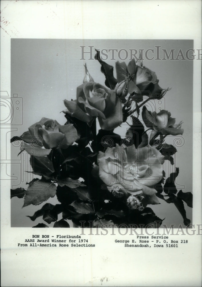 1974 Bon Bon Floribunda Rose AARS Winner - Historic Images