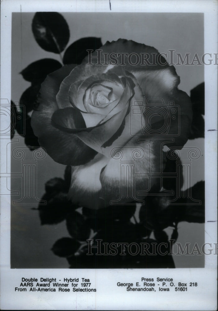 1977, Double Delight - Hybrid Tea AARS Award - RRU19021 - Historic Images