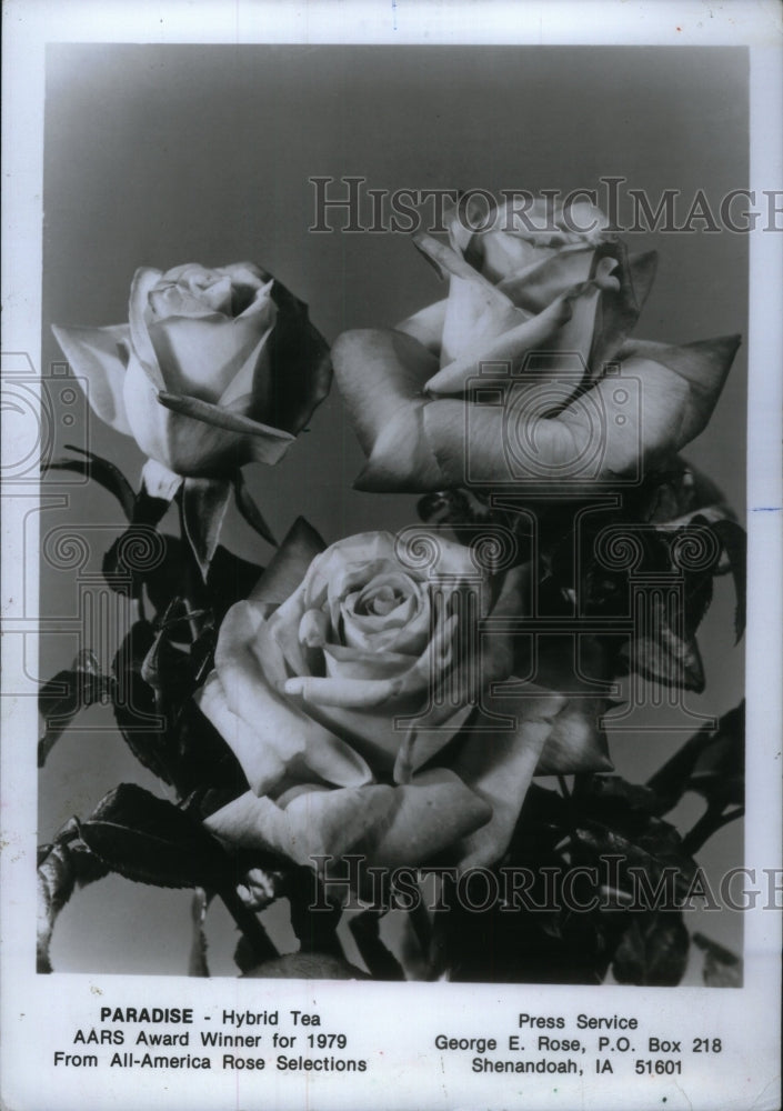 1979, Paradise Hybrid Tea Rose AARS Award - RRU19025 - Historic Images