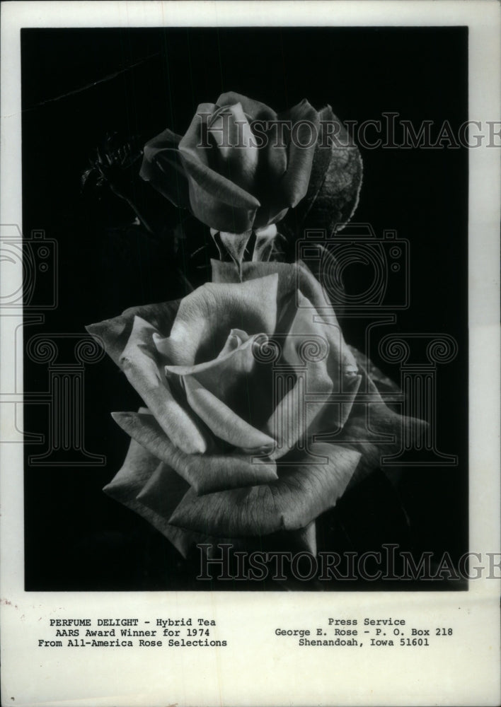 1974, Hybrid Tea Rose/Perfume Delight/AARS - RRU19043 - Historic Images