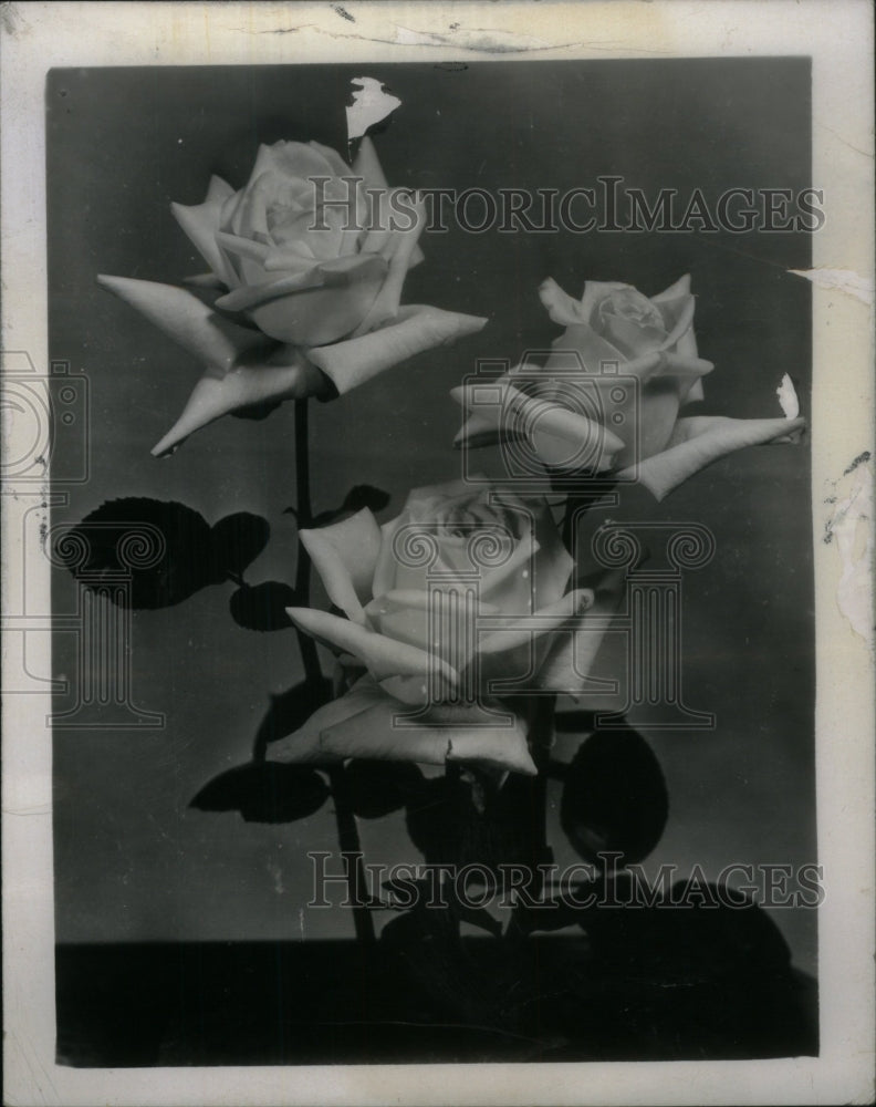 1962 A Small Group Of Blooming Roses - Historic Images