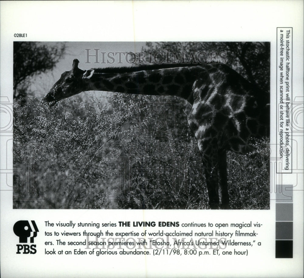 1999, Giraffe PBS Living Edens Africa Etosha - RRU19105 - Historic Images