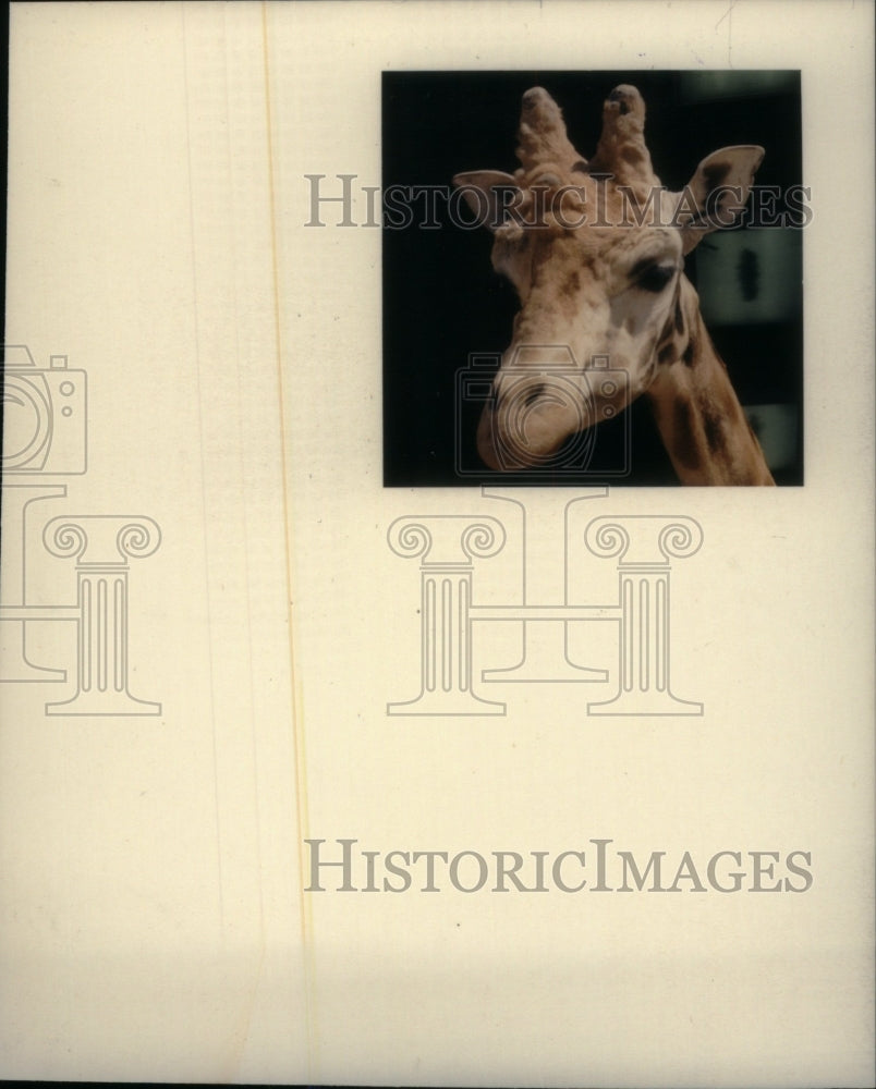 1987, Giraffe - RRU19111 - Historic Images