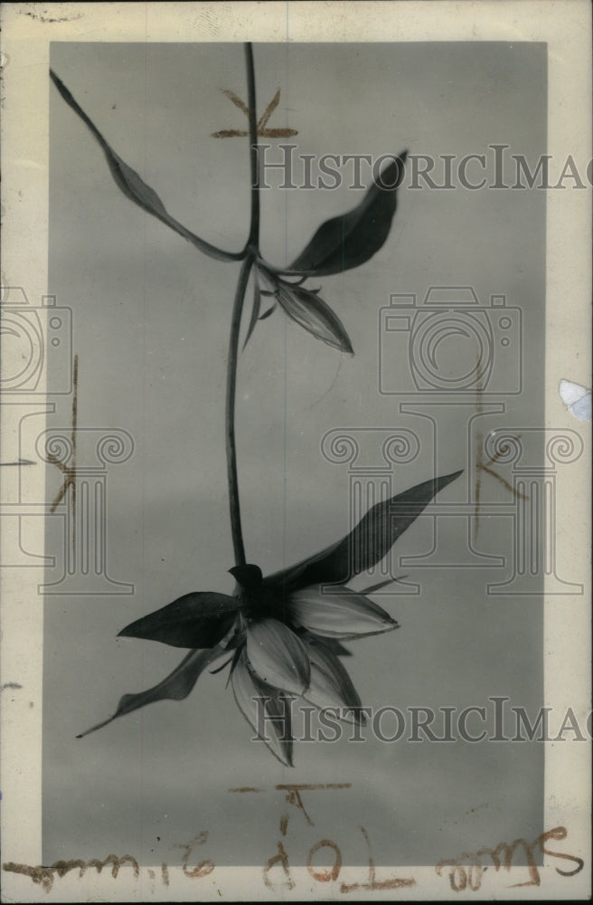 1935 Press Photo Closed Gentian Late Wildflower Palmer - RRU19155 - Historic Images