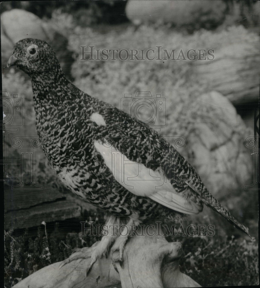 1951 Ptarmigan bird. - Historic Images