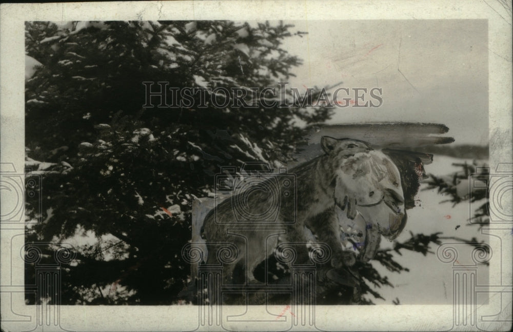 1931 Press Photo Lynx Wildcat Catches Its Prey Dinner - RRU20465 - Historic Images