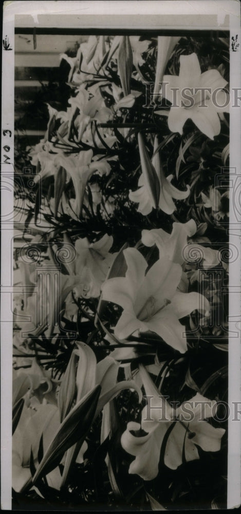 1936 Show Beautiful Easter Lillies Flowers - Historic Images