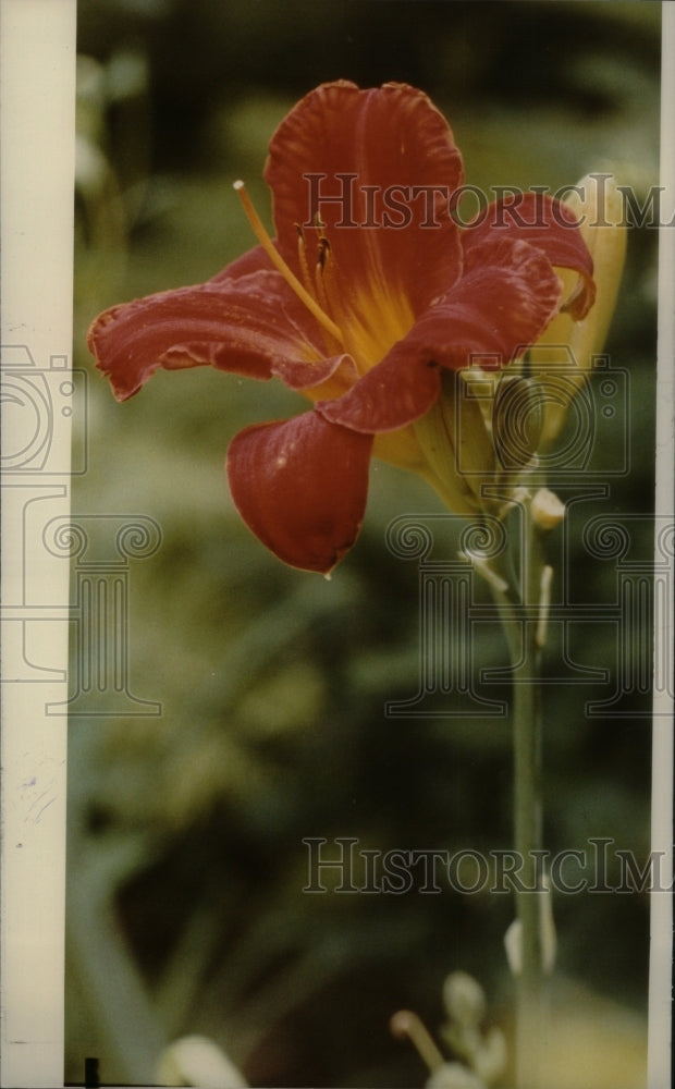 1982 Picture Day lilies plant Flowers - Historic Images