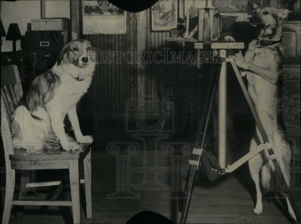 Press Photo Photograph Dog Two Camera Stand Jump Take - Historic Images