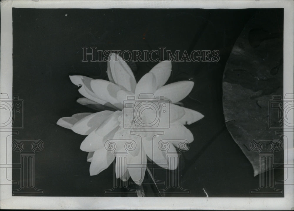 1937 Water Lily Found in Sluggish Streams - Historic Images