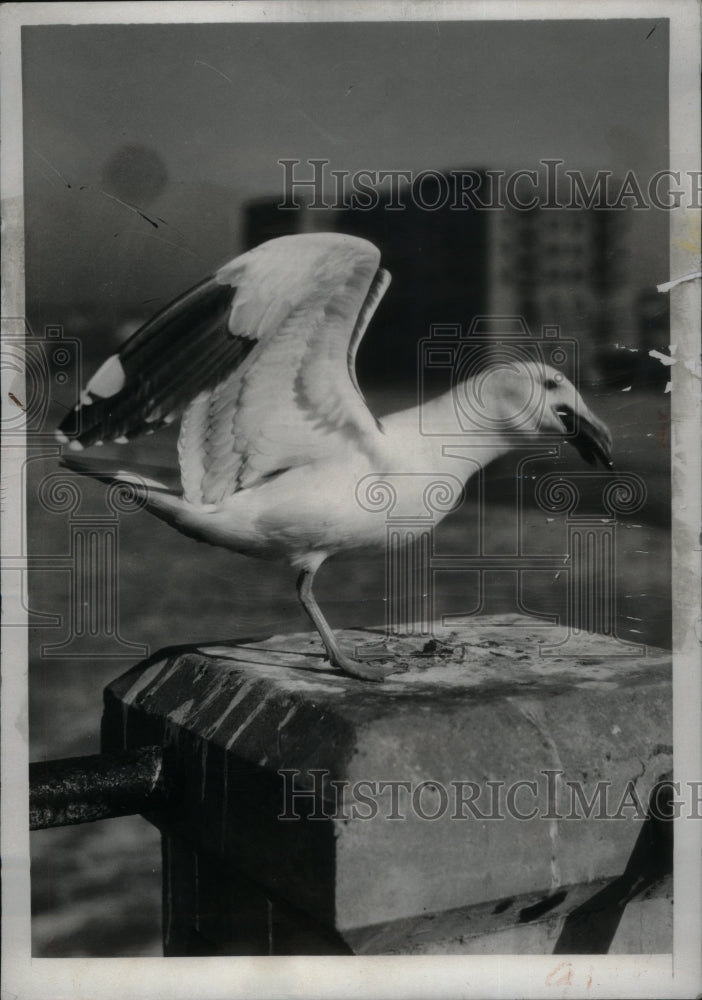 1932, BIrds Feathered Bipedal Egg Animals - RRU27485 - Historic Images