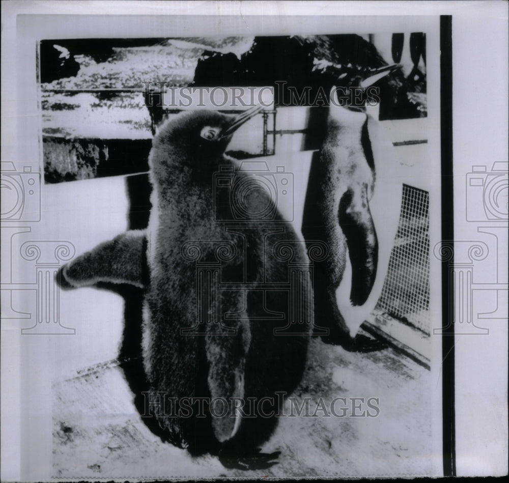 1963 Penguins Aquatic Flightless Birds - Historic Images