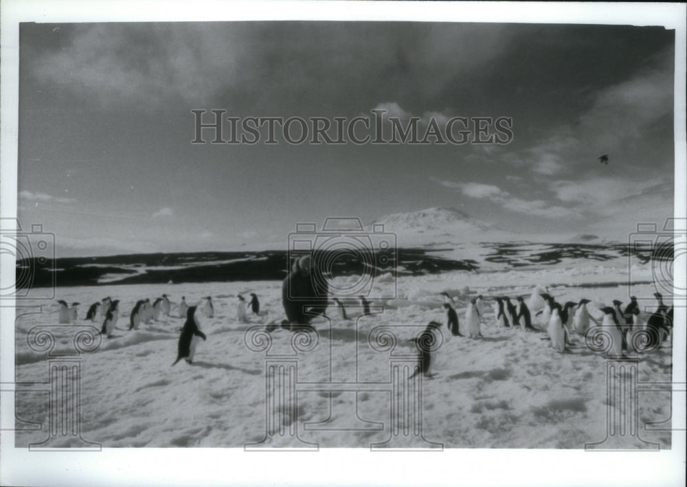 1992 Press Photo Penguins Welcome Ross Sea Antarctica - Historic Images