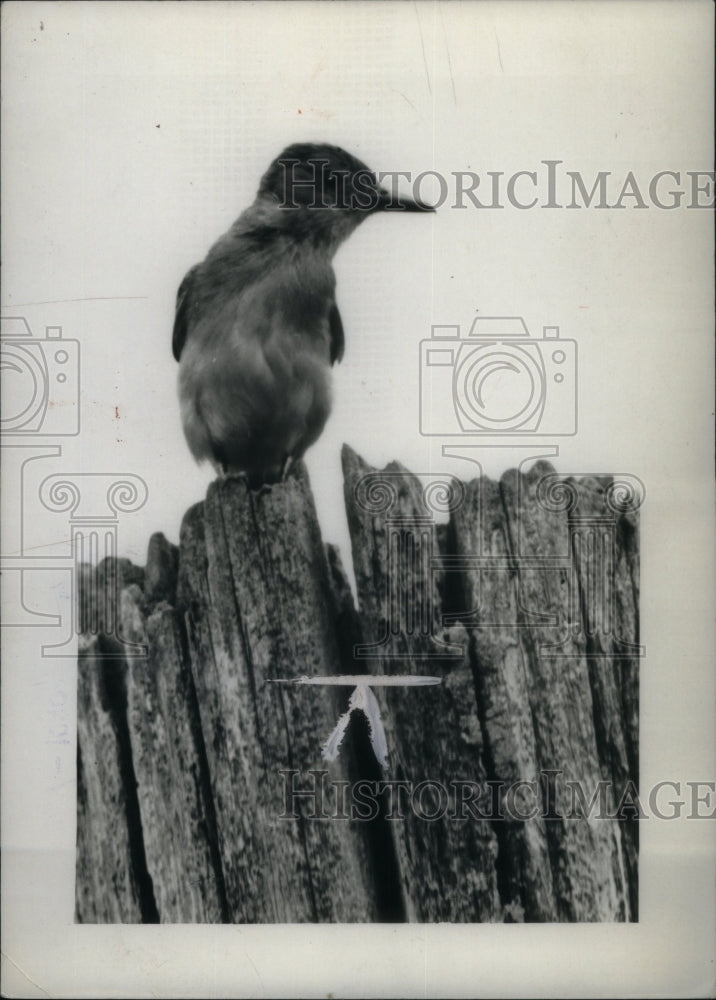 1939 Great Crested Flycatchers Birds-Historic Images