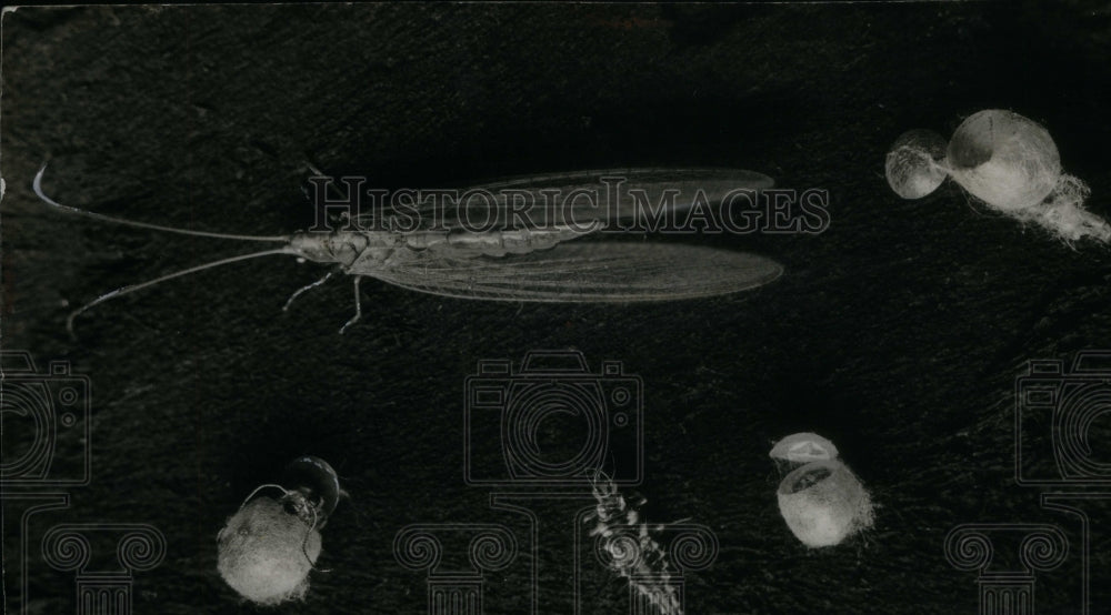 1937 Press Photo Golden Eye Lace Wing Fly Larva Cocoon - Historic Images