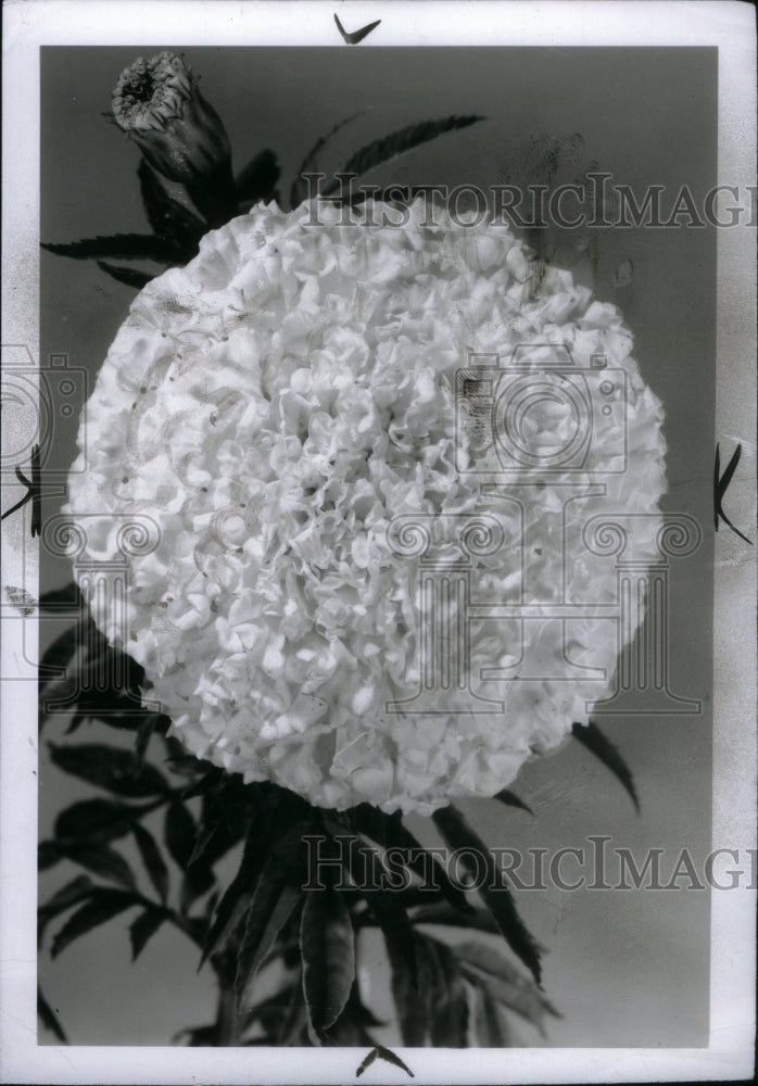 1957, Chrysanthemums Native Asia Plant Genus - RRU29757 - Historic Images