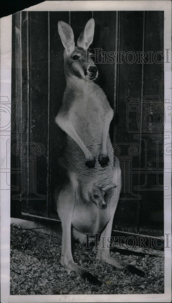 1953 St Louis Zoo's New Baby Kangaroo - Historic Images