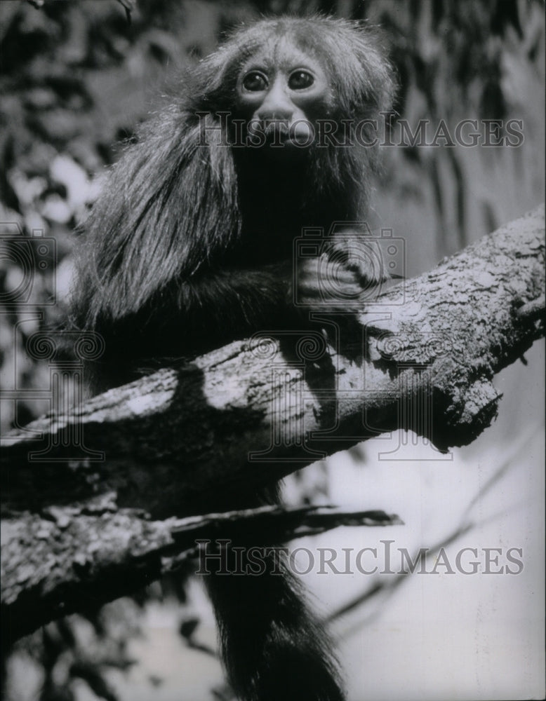 1960 Red-Faced Spider Monkey - Historic Images