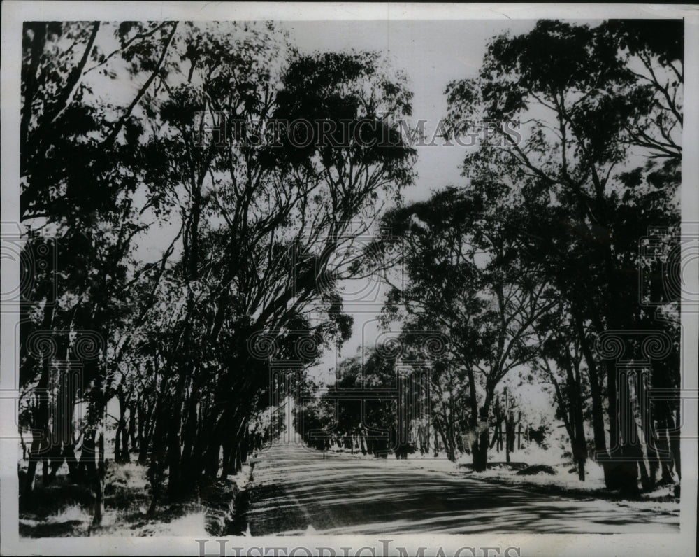 1934 Australia Road Indigenous Eucalyptus - Historic Images